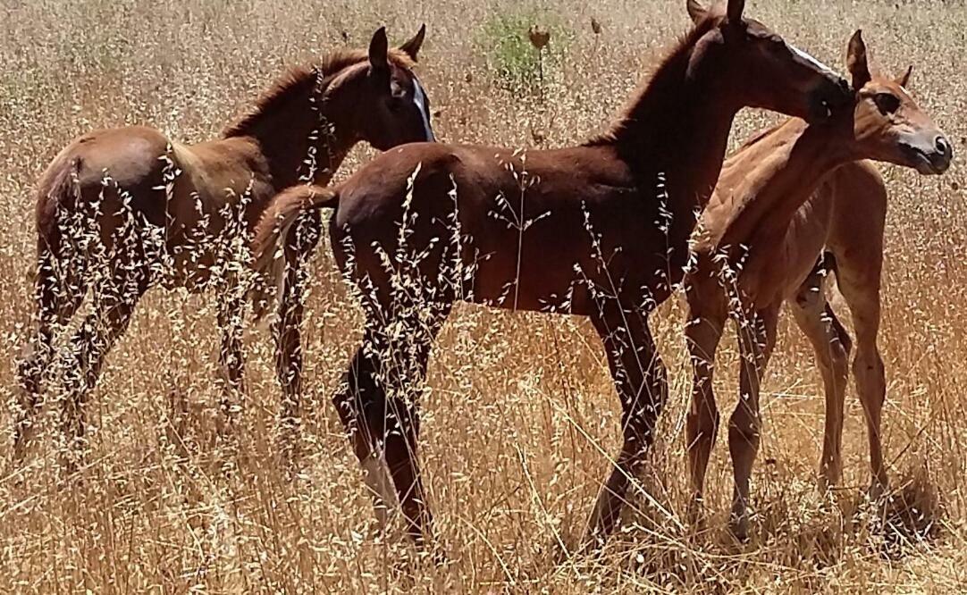 Cavalli Di S'Arcaite Santa Lucia  Εξωτερικό φωτογραφία